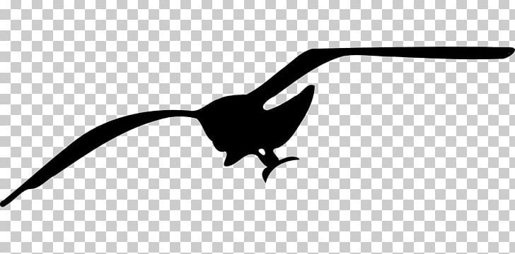 Gulls Bird PNG, Clipart, Animals, Beak, Bird, Black, Black And White Free PNG Download