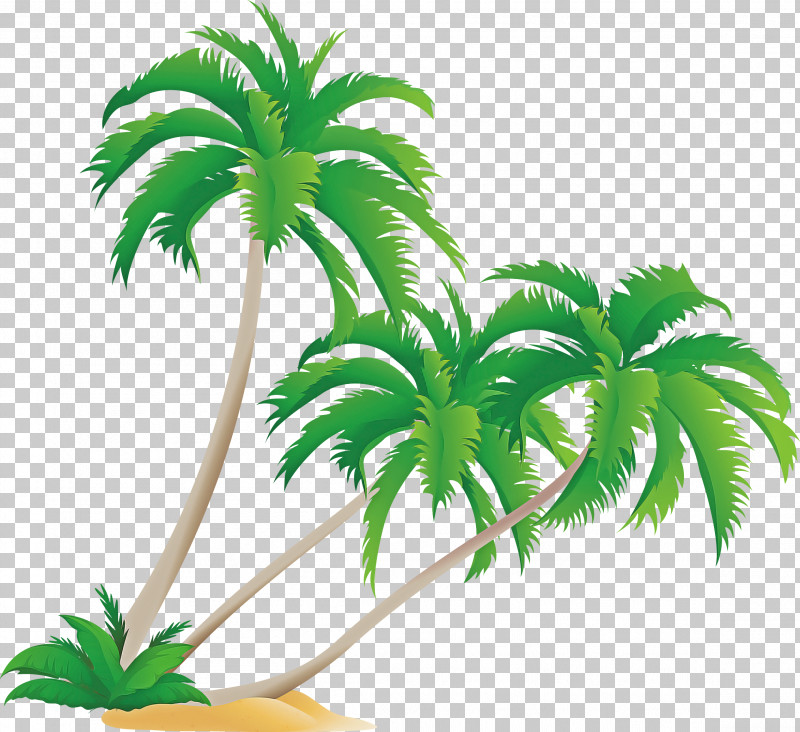 Palm Tree PNG, Clipart, Arecales, Houseplant, Leaf, Palm Tree, Plant Free PNG Download