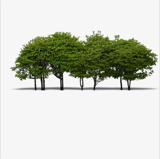 A Group Of Trees PNG, Clipart, A Clipart, Green, Green Trees, Group Clipart, Group Clipart Free PNG Download