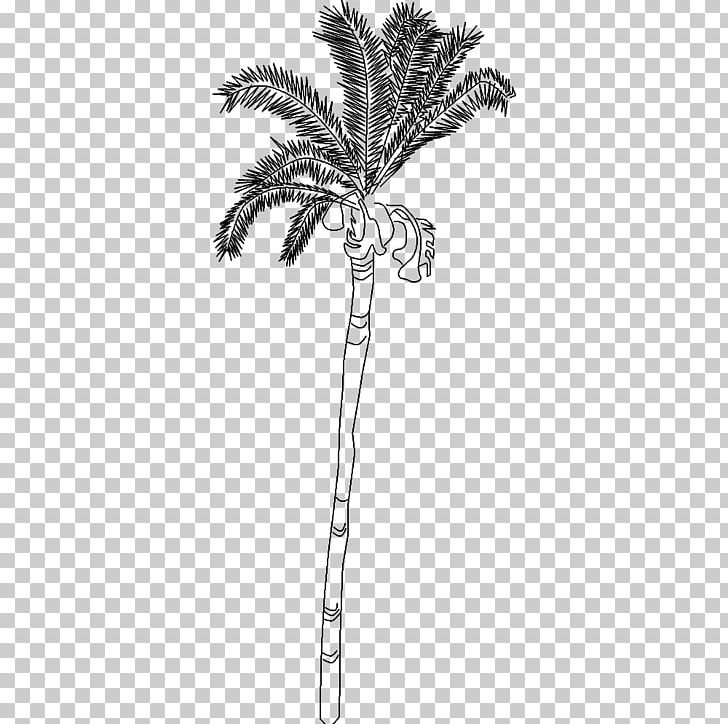 Arecaceae Twig Plant Stem Leaf PNG, Clipart, Arecaceae, Arecales, Black And White, Branch, Flowering Plant Free PNG Download
