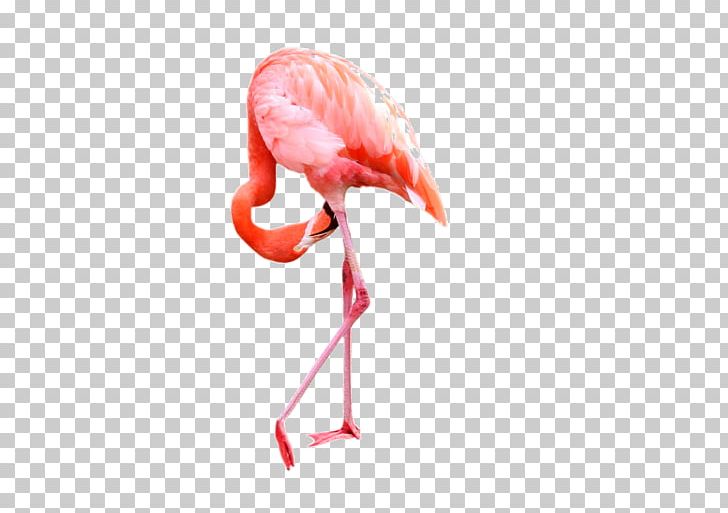 Flamingo PNG, Clipart, Animals, Beak, Bird, Cartoon Flamingo, Clip Art Free PNG Download