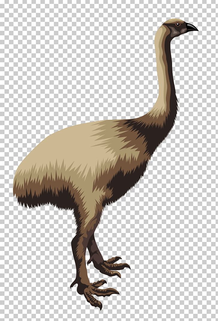 Flightless Bird Moa Common Ostrich PNG, Clipart, Animal, Animals, Beak, Bird, Clip Art Free PNG Download