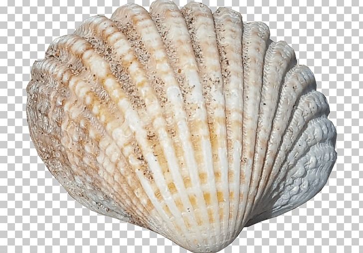 Seashell Graphic Design PNG, Clipart, Advertising, Animals, Art, Clam, Clams Oysters Mussels And Scallops Free PNG Download