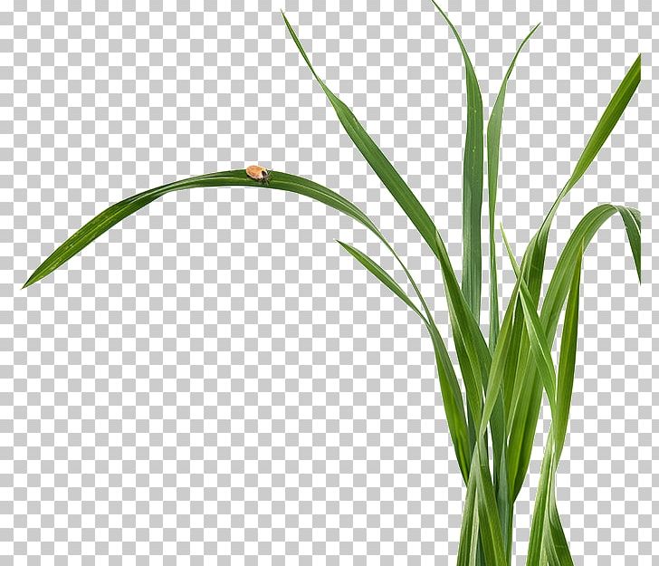 Sweet Grass Plant Stem Leaf Commodity Flower PNG, Clipart, Commodity, Crop, Flower, Grass, Grasses Free PNG Download
