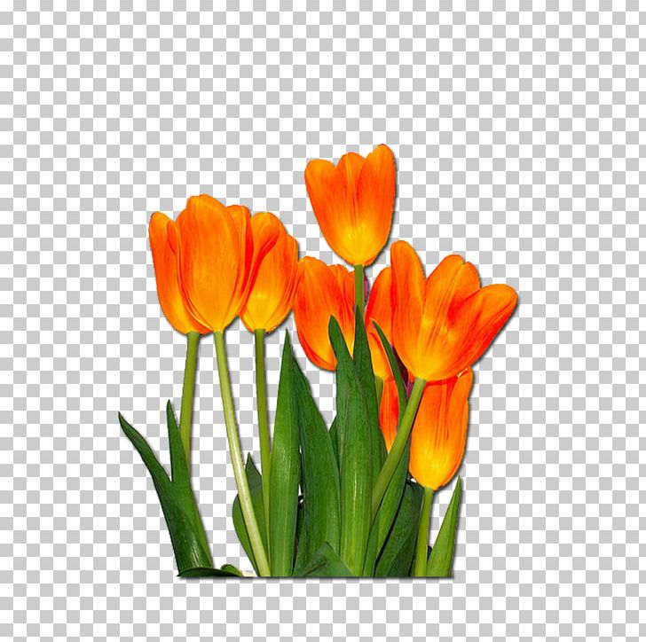 Tulip Flower Desktop PNG, Clipart, Animation, Bud, Color, Crocus, Cut Flowers Free PNG Download