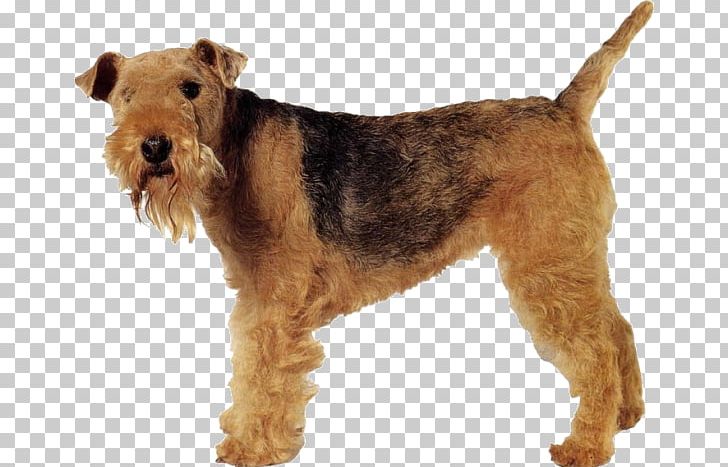 Welsh Terrier Lakeland Terrier Airedale Terrier Irish Terrier Dog Breed PNG, Clipart, Airedale, Airedale Terrier, Animal, Breed, Carnivoran Free PNG Download