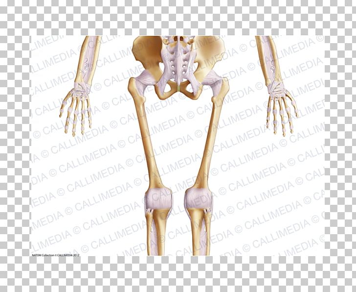 Finger Human Skeleton Shoulder Human Body PNG, Clipart, Anatomy, Arm, Bone, Cutlery, Elbow Free PNG Download