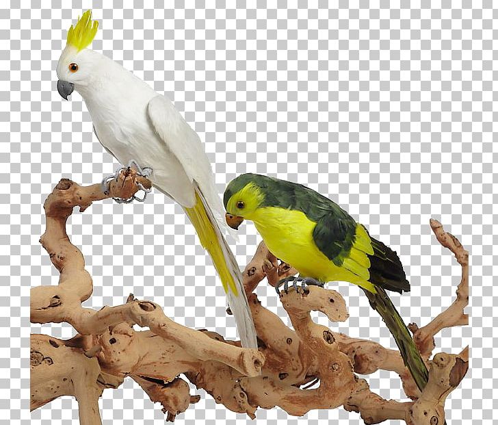 Budgerigar Cockatiel True Parrot Parakeet PNG, Clipart, 3d Computer Graphics, Animals, Beak, Bird, Branches Free PNG Download