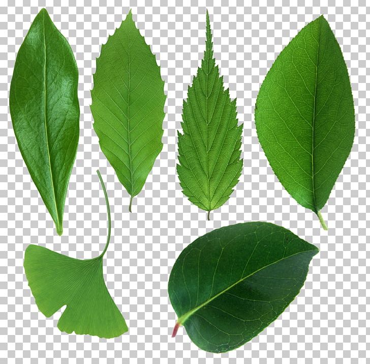 Leaf Plant Stem PNG, Clipart, Digital Image, Display Resolution, Freeware, Green Leaves, Herbalism Free PNG Download