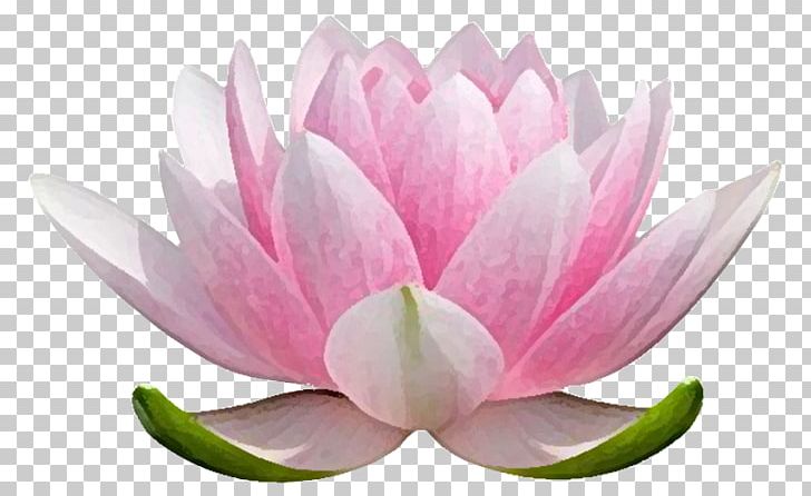 Nelumbo Nucifera Water Lilies Stock Photography Flower PNG, Clipart, Aquatic Plant, Bud, Floral Emblem, Flower, Flowering Plant Free PNG Download