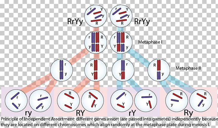 Non-Mendelian Inheritance Genetics Heredity Dominance PNG, Clipart, Angle, Area, Biology, Brand, Darwinism Free PNG Download