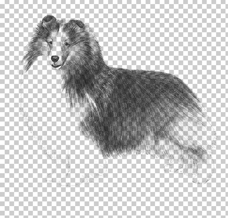 Shetland Sheepdog Old English Sheepdog Rough Collie Puppy American Kennel Club PNG, Clipart, American Kennel Club, Animals, Carnivoran, Collie, Dog Breed Free PNG Download
