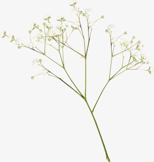A Flower PNG, Clipart, Backgrounds, Botany, Branch, Flower Clipart, Flowers Free PNG Download