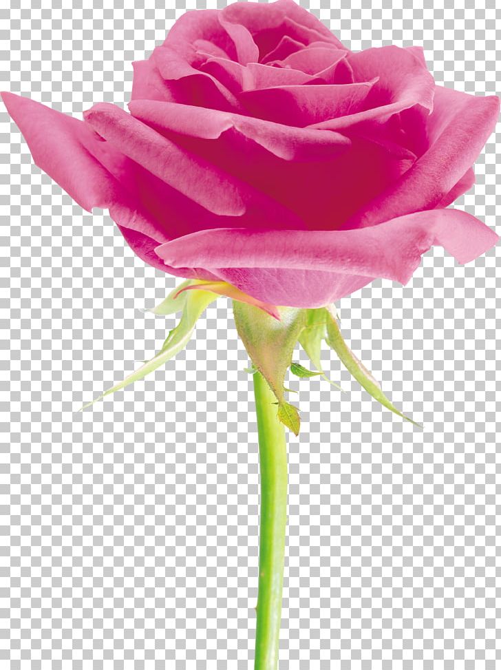 Beach Rose Cut Flowers Petal Garden Roses PNG, Clipart, Beach Rose, Bud, Centifolia Roses, China Rose, Cut Flowers Free PNG Download