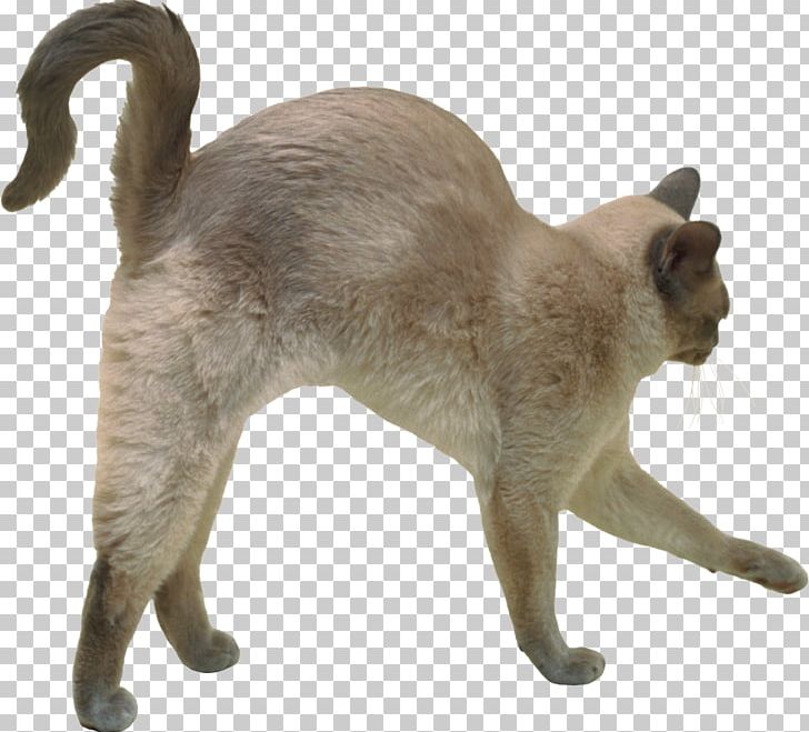 Domestic Short-haired Cat Burmese Cat Tonkinese Cat Siamese Cat Whiskers PNG, Clipart, Asian, Ball, Burmese, Carnivoran, Cat Free PNG Download