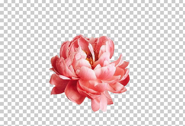 Pink Flowers Photography Nature Story Peony PNG, Clipart, Cut Flowers, Django, Floral Scent, Flower, Flowering Plant Free PNG Download