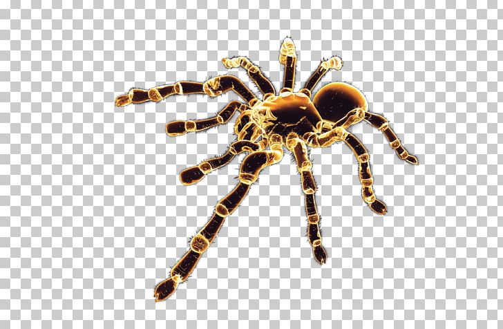 Black House Spider Arthropod PNG, Clipart, Arachnid, Araneus, Arthropod, Black House Spider, Brown Widow Free PNG Download
