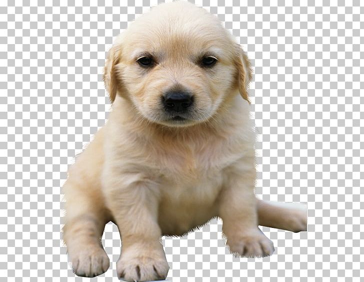 Golden Retriever Rottweiler German Shepherd Puppy PNG, Clipart, Animal, Animals, Carnivoran, Companion Dog, Cuteness Free PNG Download