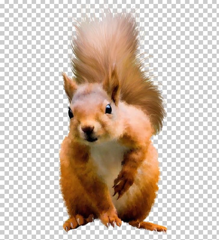 Squirrel PNG, Clipart, Animal, Animals, Computer Icons, Congrats, Desktop Wallpaper Free PNG Download
