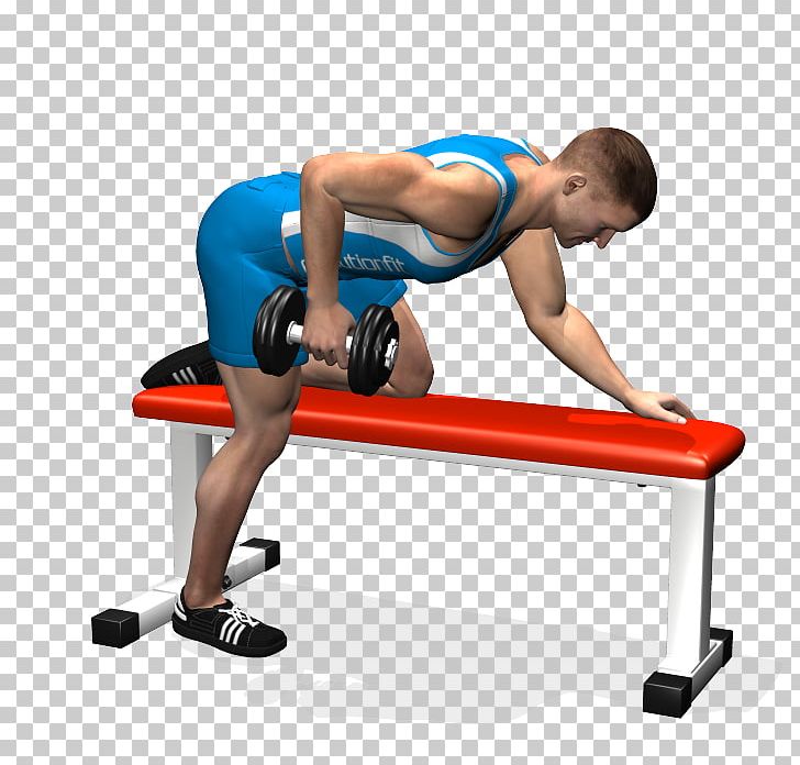 Weight Training Bench Triceps Brachii Muscle Dumbbell Shoulder PNG, Clipart, Abdomen, Arm, Balance, Barbell, Bench Free PNG Download