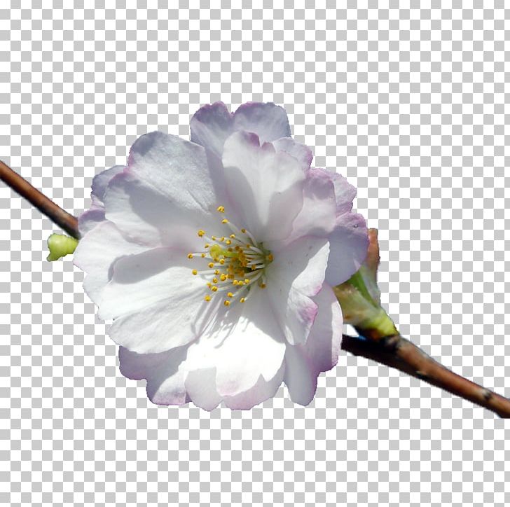 Cherry Blossom Petal Vecteur PNG, Clipart, Blossoms, Branch, Cerasus, Cherry, Cherry Blossom Free PNG Download