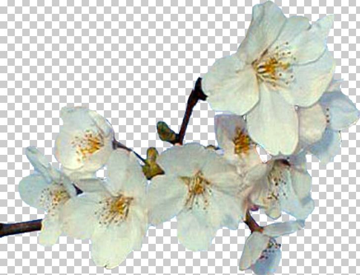 Cut Flowers Spring Blossom ST.AU.150 MIN.V.UNC.NR AD PNG, Clipart, Blossom, Branch, Cherry Blossom, Cicekler, Cut Flowers Free PNG Download