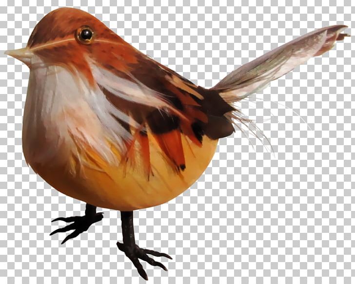European Robin PNG, Clipart, Beak, Bird, Birdie, Blog, Colorful Bird Free PNG Download