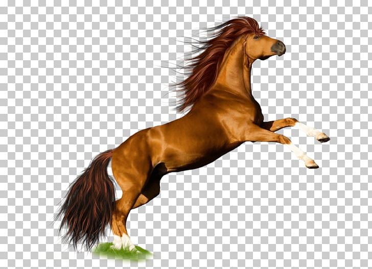 Mustang Pony Stallion Mane PNG, Clipart, Animals, Autocad Dxf, Biodiversidad, Biology, Computer Icons Free PNG Download