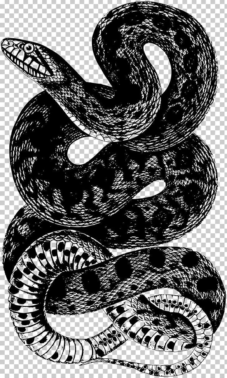 Snake Reptile PNG, Clipart, Animals, Art, Black And White, Boa Constrictor, Boas Free PNG Download