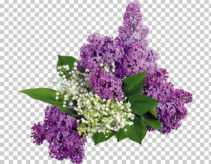 Common Lilac Flower Garden Les Lilas PNG, Clipart, Annual Plant, Blume, Common Lilac, Cut Flowers, Flower Free PNG Download