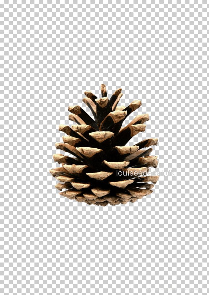 Eastern White Pine Conifer Cone Tree PNG, Clipart, Christmas Decoration, Christmas Ornament, Cone, Conifer, Conifer Cone Free PNG Download