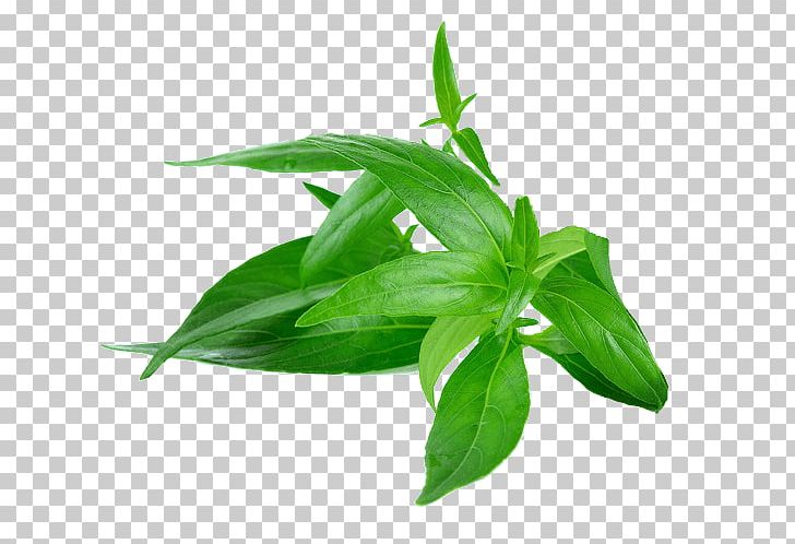 Green Chiretta Andrographolide Stock Photography PNG, Clipart, Andrographolide, Basil, Bitterness, Green Chiretta, Herb Free PNG Download