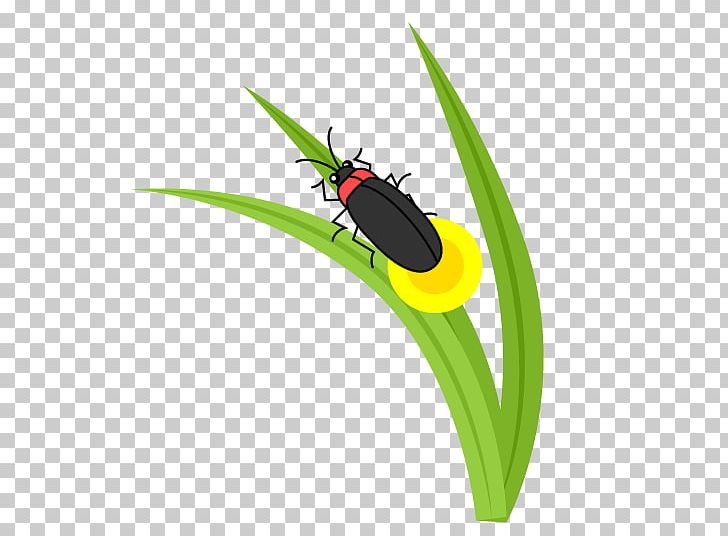 Ladybird Beetle Firefly PNG, Clipart, Art, Arthropod, Beetle, Clip, Clipgrab Free PNG Download