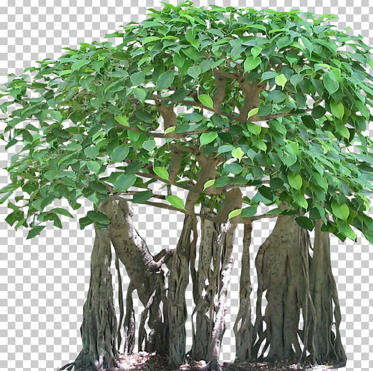 Tree Tropical Rainforest Banyan Aerial Root PNG, Clipart, Aerial Root, Arecaceae, Banyan, Bonsai, Branch Free PNG Download