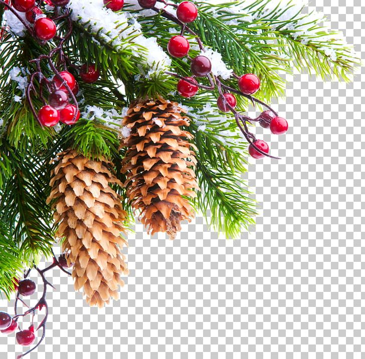 Christmas Tree New Year Tree Photography PNG, Clipart, Branch, Christmas, Christmas Card, Christmas Decoration, Christmas Lights Free PNG Download