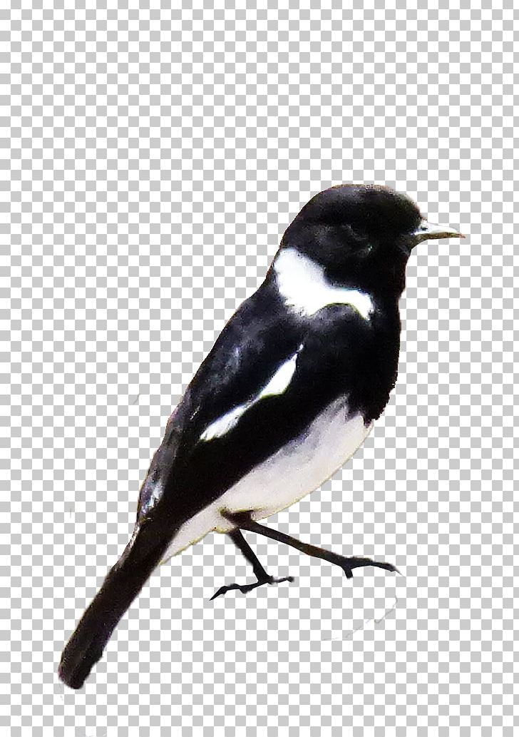 Eurasian Magpie Finches American Sparrows Fauna PNG, Clipart, American Sparrows, Beak, Bird, Crow Like Bird, Emberizidae Free PNG Download