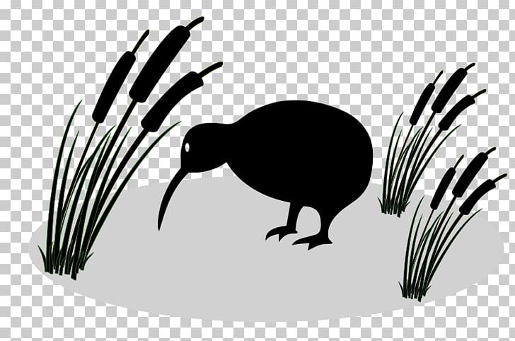 New Zealand Bird Little Spotted Kiwi PNG, Clipart, Animals, Beak, Bird, Black And White, Cartoon Free PNG Download