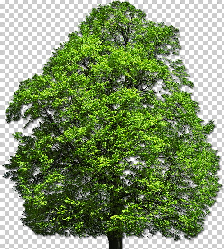 Shrub Tree Desktop Plant PNG, Clipart, Biome, Branch, Computer Icons, Data, Desktop Wallpaper Free PNG Download