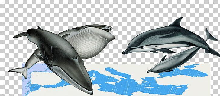 Striped Dolphin Rough-toothed Dolphin Wholphin Tucuxi White-beaked Dolphin PNG, Clipart, Animals, Cetacea, Fauna, Mammal, Marine Mammal Free PNG Download