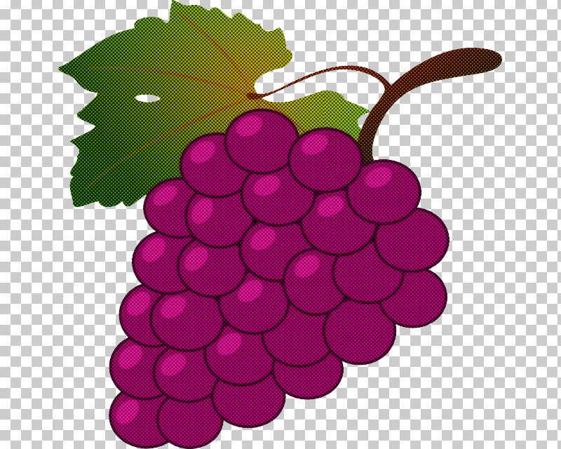 Grape Seedless Fruit Grapevine Family Vitis Plant PNG, Clipart, Fruit, Grape, Grape Leaves, Grapevine Family, Leaf Free PNG Download