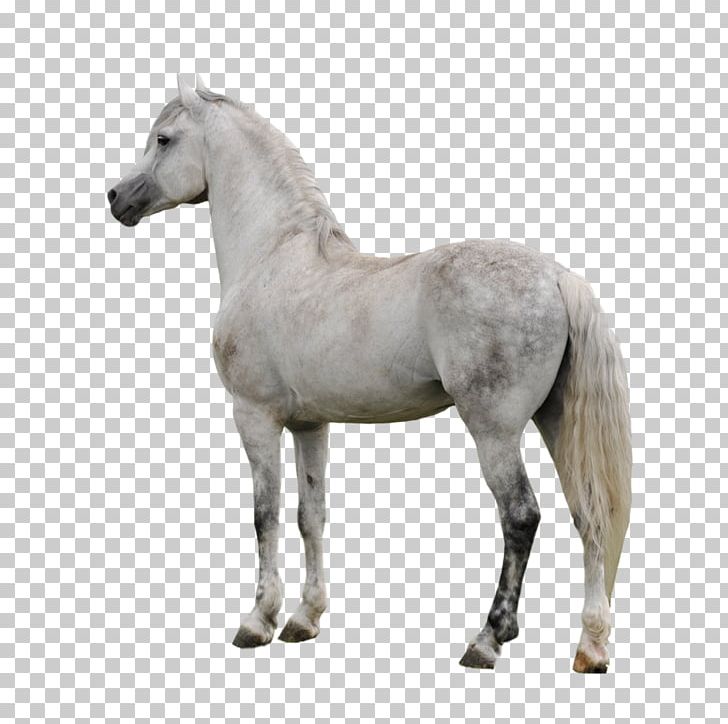 Arabian Horse Appaloosa American Paint Horse Gray PNG, Clipart, Animals, Bay, Clydesdale Horse, Colt, Deviantart Free PNG Download