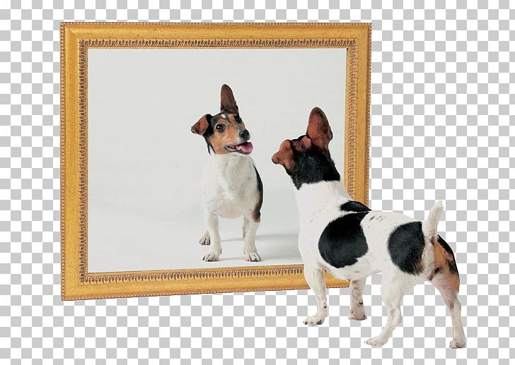 Dog Mirror Test Cat Mirror PNG, Clipart, Animal Cognition, Animals, Bark, Carnivoran, Cat Free PNG Download