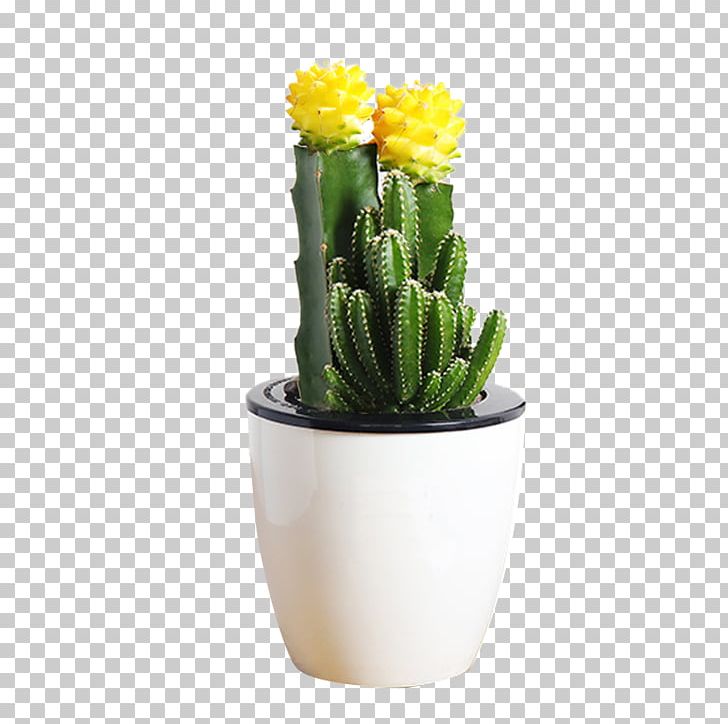 Mammillaria Herrerae Flowerpot Cactus Y Suculentas Succulent Plant Bonsai PNG, Clipart, Cactaceae, Cactus Y Suculentas, Caryophyllales, Ceramic, Echinopsis Free PNG Download