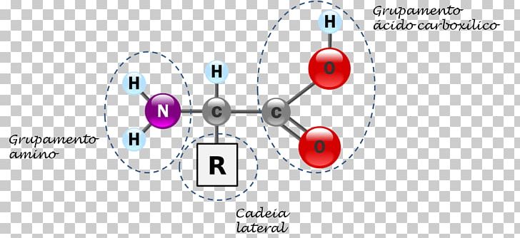 Amino Acid Amine Protein Alanine PNG, Clipart, Acid, Alanine, Amine, Amino Acid, Angle Free PNG Download