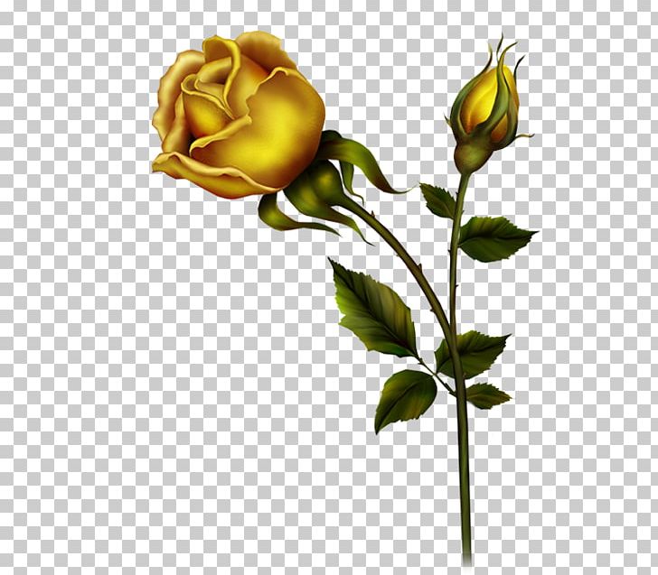 Bud Rose PNG, Clipart, Blog, Branch, Bud, Cut Flowers, Document Free PNG Download