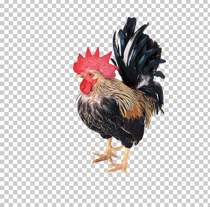 Polish Chicken Rooster Guineafowl Poultry Cartoon PNG, Clipart, Animal, Animals, Animal Slaughter, Badminton Shuttle Cock, Beak Free PNG Download
