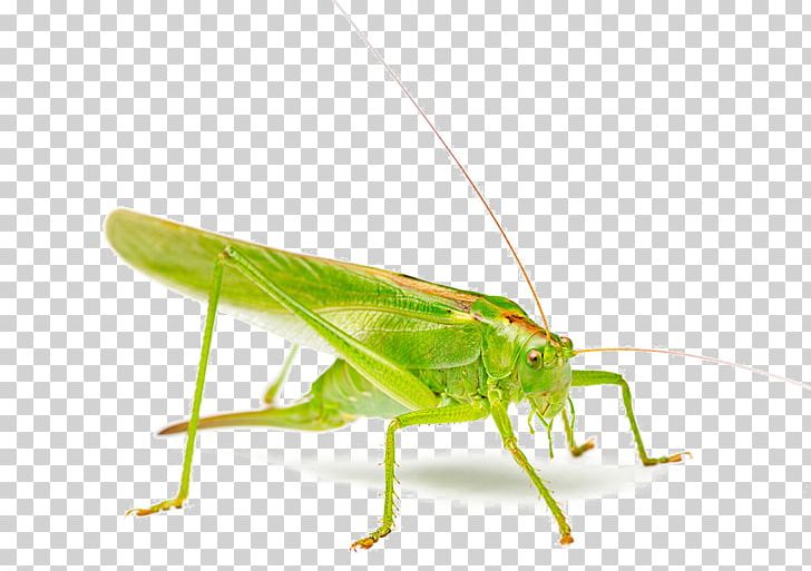 Grasshopper Stock Photography Szarau0144cza PNG, Clipart, Background Green, Blue, Cricket, Cricket Like Insect, Download Free PNG Download