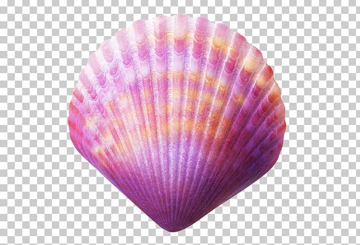 Seashell Purple PNG, Clipart, Animals, Blue, Cockle, Color, Google Images Free PNG Download