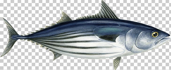 Atlantic Bonito Bigeye Tuna Skipjack Tuna Atlantic Bluefin Tuna Scombridae PNG, Clipart, Albacore, Atlantic Bluefin Tuna, Atlantic Bonito, Bigeye Tuna, Bonito Free PNG Download