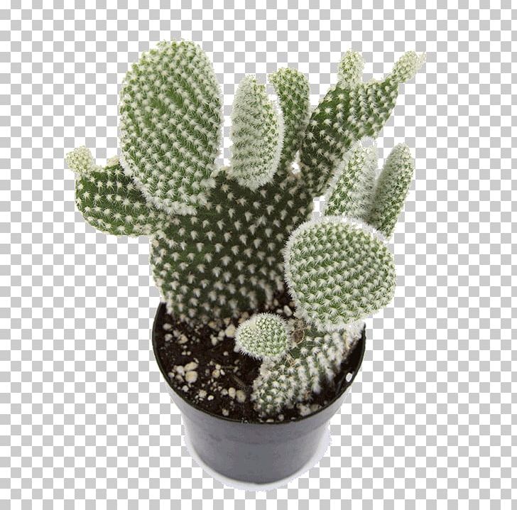 Barbary Fig Opuntia Microdasys Cactaceae Houseplant PNG, Clipart, Barbary Fig, Cactus, Caryophyllales, Echeveria, Echeveria Lilacina Free PNG Download